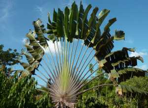 Essence de Guyane